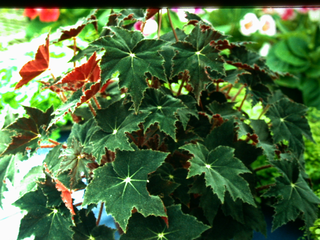 B. ‘Blackie’
